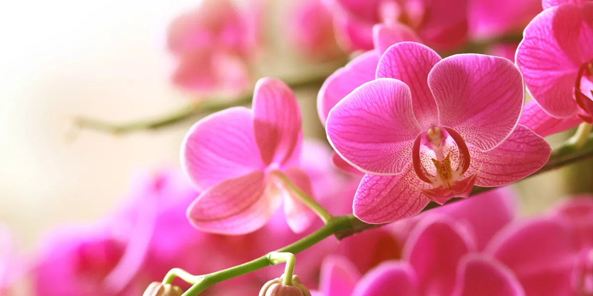 Gifts Floral Menu Dropdown